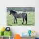 Wild Horse Wall Mural