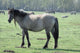 Wild Horse Wall Mural