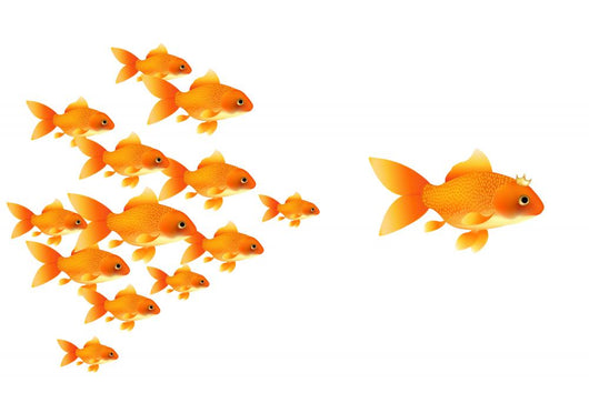 Goldfishes Wall Decal