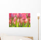 Pink Tulips