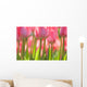 Pink Tulips