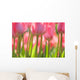 Pink Tulips