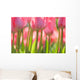 Pink Tulips