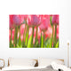 Pink Tulips