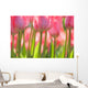 Pink Tulips