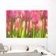 Pink Tulips