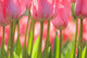 Pink Tulips