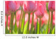 Pink Tulips