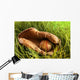 Old baseball glove Wall Mural