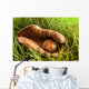 Old baseball glove Wall Mural