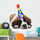 Saint Bernard Wearing Polka