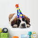 Saint Bernard Wearing Polka