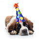 Saint Bernard Wearing Polka