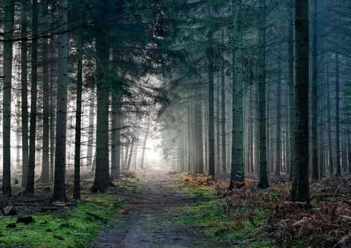 Foret Wall Decal