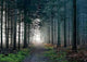 Foret Wall Decal