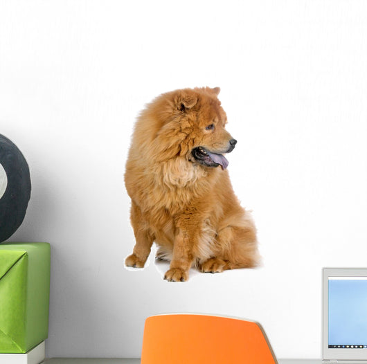 Chow Chow Dog White Wall Decal