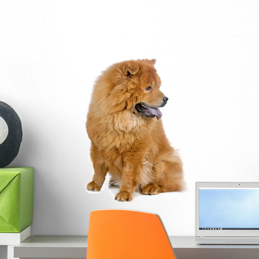 Chow Chow Dog White Wall Decal
