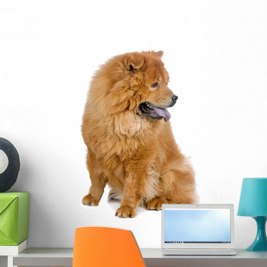 Chow Chow Dog White Wall Decal