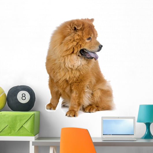 Chow Chow Dog White Wall Decal