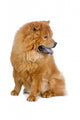 Chow Chow Dog White Wall Decal
