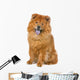 Chow Chow Dog Sticking Out Tongue Wall Decal