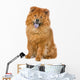 Chow Chow Dog Sticking Out Tongue Wall Decal