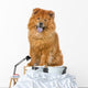 Chow Chow Dog Sticking Out Tongue Wall Decal