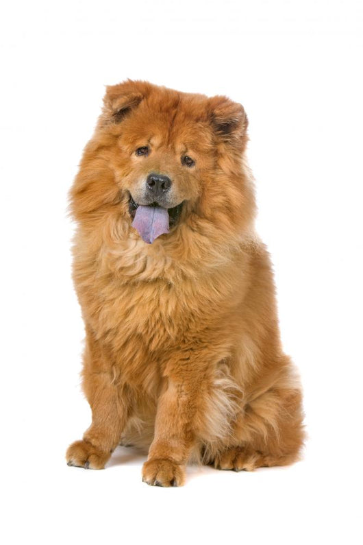 Chow Chow Dog Sticking Out Tongue Wall Decal