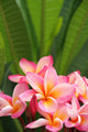 Frangipani