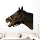 Head of a horse on the isolated background Wall Decal
