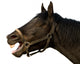 Head of a horse on the isolated background Wall Decal