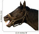 Head of a horse on the isolated background Wall Decal