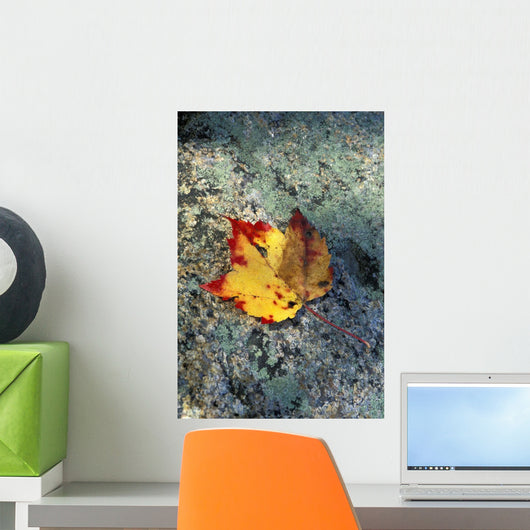Usa, New Hampshire, Maple Leaf On Granite Wall Mural