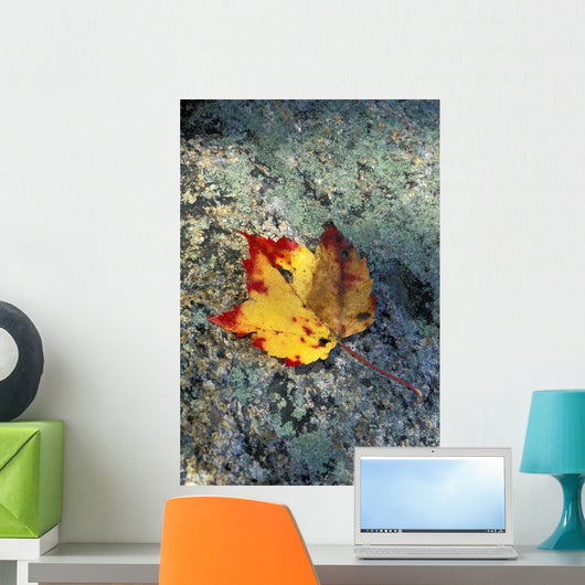 Usa, New Hampshire, Maple Leaf On Granite Wall Mural