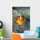 Usa, New Hampshire, Maple Leaf On Granite Wall Mural