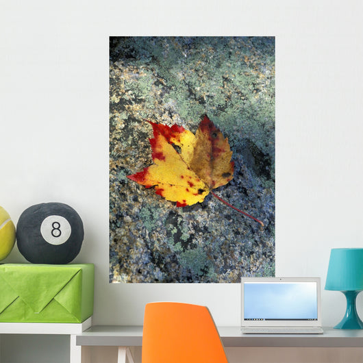 Usa, New Hampshire, Maple Leaf On Granite Wall Mural