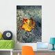 Usa, New Hampshire, Maple Leaf On Granite Wall Mural