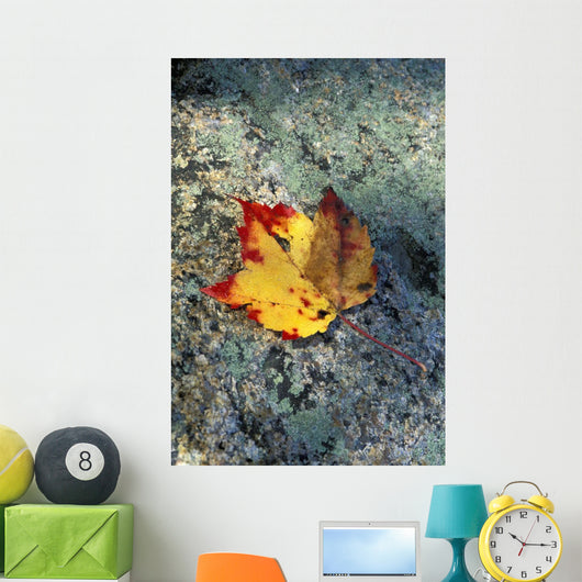 Usa, New Hampshire, Maple Leaf On Granite Wall Mural