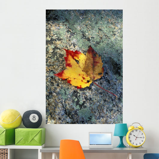 Usa, New Hampshire, Maple Leaf On Granite Wall Mural