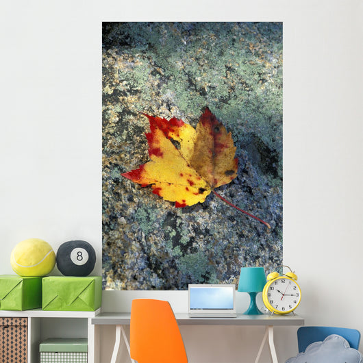 Usa, New Hampshire, Maple Leaf On Granite Wall Mural