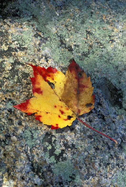 Usa, New Hampshire, Maple Leaf On Granite Wall Mural