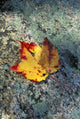 Usa, New Hampshire, Maple Leaf On Granite Wall Mural