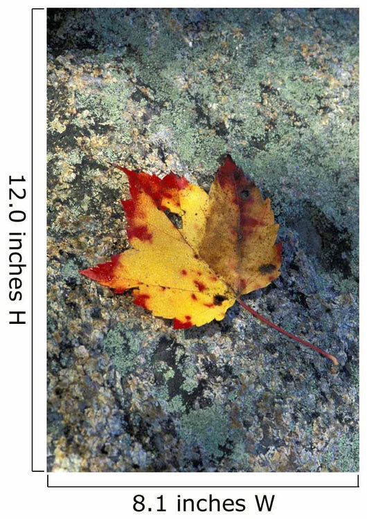 Usa, New Hampshire, Maple Leaf On Granite Wall Mural