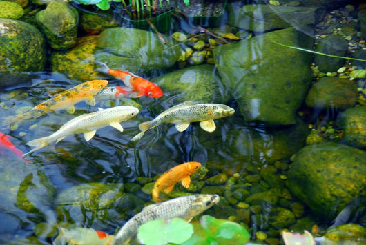 Koi Pond