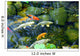 Koi Pond