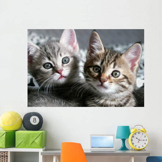 Cat Wall Decal