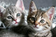 Cat Wall Decal