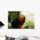 Tamarin Lion Tte Dore