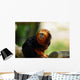 Tamarin Lion Tte Dore