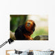 Tamarin Lion Tte Dore